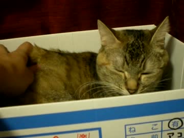 拾いねこ＠生後819/786日　本日は月音さんが引越です