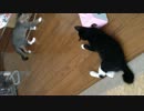 【テスト投稿】キキ＆ココ