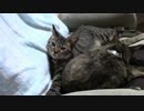 【生後164日】きょうの仔猫_B【蒼民家の猫々】