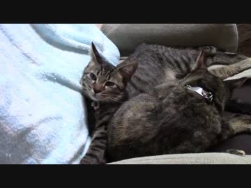 【生後164日】きょうの仔猫_B【蒼民家の猫々】