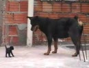 あまりに圧倒的な子猫と犬、黒と黒の対決。