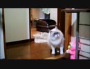 なきごえテロリスト