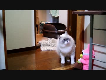 なきごえテロリスト