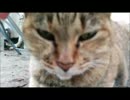 宮崎の街　～猫と焼肉とときどきへんなの～