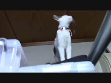 【生後165日】きょうの仔猫【蒼民家の猫々】