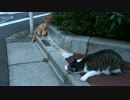 モフリを譲らない人懐こい野良猫二匹の和解調停に挑んでみた