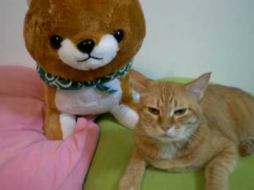 拾いねこ＠生後820/787日　あこしば