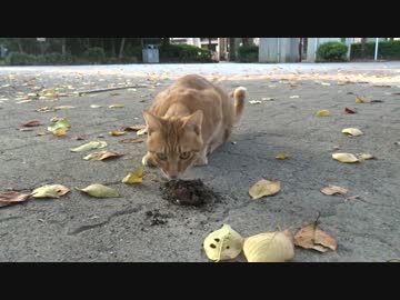 【公園猫戦争】茶トラ猫、敵対猫の尿でまさかのフレーメン現象を発動