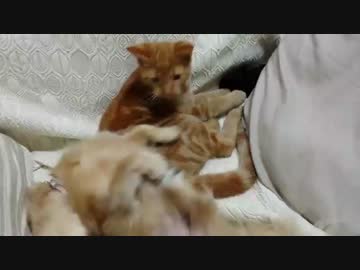 犬を飼っている実家に猫を連れて帰った