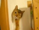 箱の中から出られなくなった猫