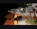 Pacific saury