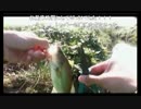 10.1こめ師あの日川辺でx264.aac.mp4