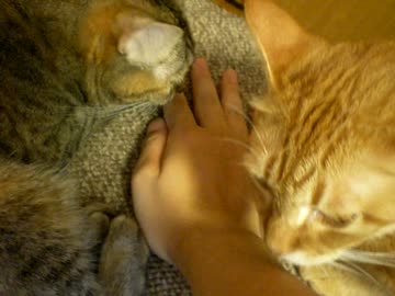 拾いねこ＠生後821/788日　アコツキからｐｒｐｒされる喜び