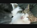 とある田舎の猫事情　～♂×♂疑惑編～