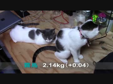 【生後166日】きょうの仔猫【蒼民家の猫々】