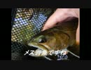 渓流釣りに行きたくなって・・・2014ラストスパート編