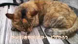 ピザが猫をもふる動画