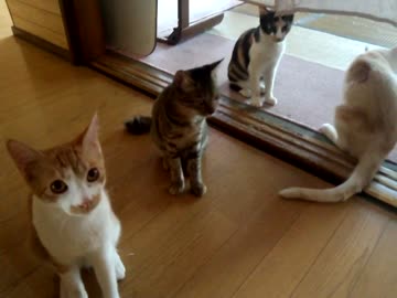 実家の犬撮ってたら猫たちが寄ってきた