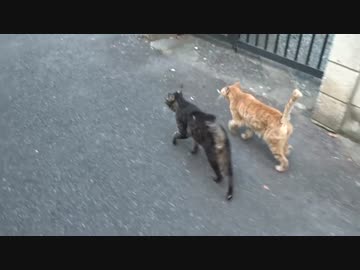 【公園猫戦争】激突！老猫エクスペンダブルズVS暴虐の猫夫婦