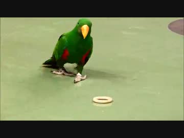 ザ・パロッツ インコとオウムのショー アニマルスタジアム