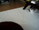 なかなか釣れないネコ