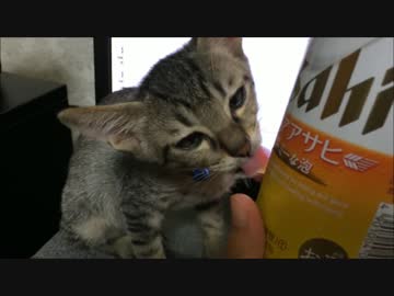 ぼんちゃんがペロペロしてるだけ。