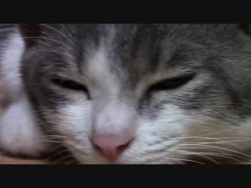 【生後167日】きょうの仔猫【蒼民家の猫々】