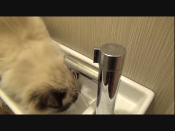 ラグドールのレオ　Vol.43 水の飲み方がワイルドな猫