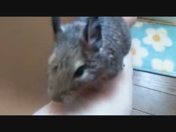 【デグー】こむぎ君と暮らそう　１１