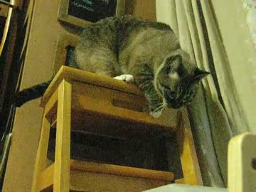 ジャンくんの冬越えにカーペット購入