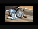 【ねこさんと暮らす】ぺろリスト　ルル