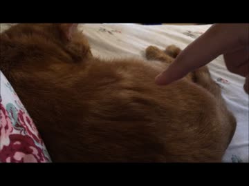 猫にミステリーサークルを作ろう！