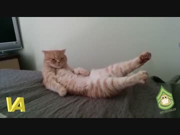 足が伸びる猫