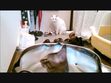 突撃する白猫おじさん