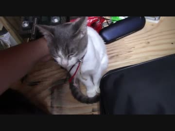 【生後168日】きょうの仔猫【蒼民家の猫々】