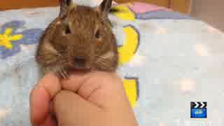 【デグー】妖怪のしかかり
