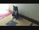 【投稿初心者】キキ＆ココ！