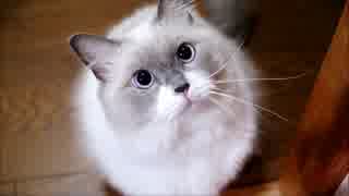 このこが家出するとお金持ちそうな家の前で・・・