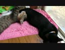 【投稿初心者】お昼寝♪