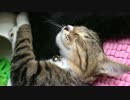 【投稿初心者】お昼寝ココ