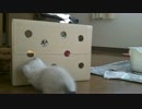 実家の車庫で保護した子猫　子猫といろいろ遊んでみた