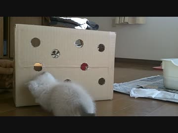 実家の車庫で保護した子猫　子猫といろいろ遊んでみた