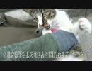【こねこチャレンジ】【ω】馴れてきた子猫のωモフリに挑戦してみた