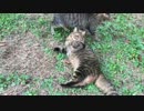 【キジトラ地獄】メス猫同士のリアルキャットファイトを眺めてみた