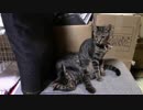 【生後169日】きょうの仔猫【蒼民家の猫々】