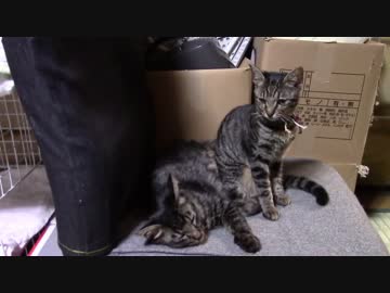 【生後169日】きょうの仔猫【蒼民家の猫々】