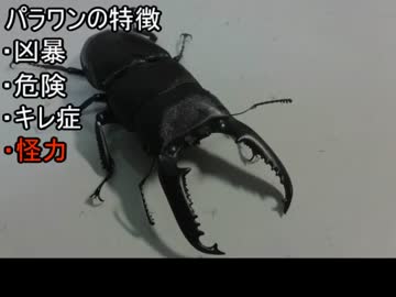 【リア虫乙】パラワンオオヒラタクワガタのペアリング