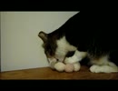 何故かポンデリングがマイブームのふく.wmv