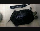 もぐりたい千代さま
