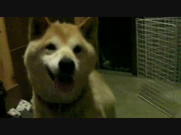 ご近所の柴犬が遊びに来た！